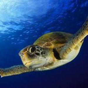 Meet your Posher, Emsers